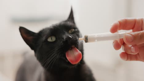 feeding a black cat with milk mixture from a syringe - close up shot