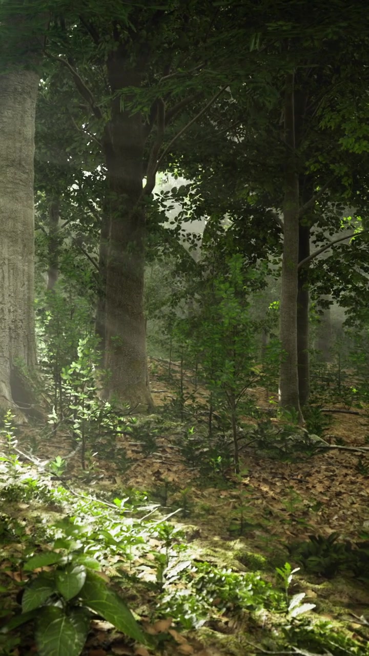 La luce filtra tra gli alberi in una foresta tranquilla nelle prime ore del mattino
