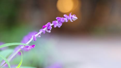 close-up of purple flowers with blurred background