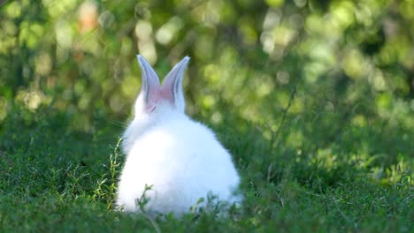 a white rabbit sits in green grass
