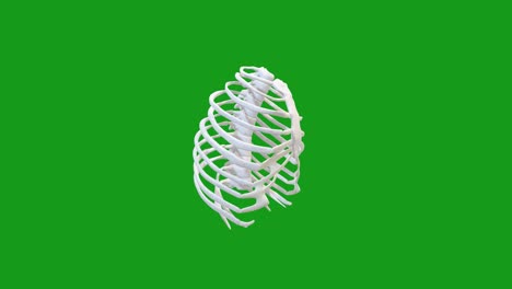 Rotating rib cage green screen motion graphics