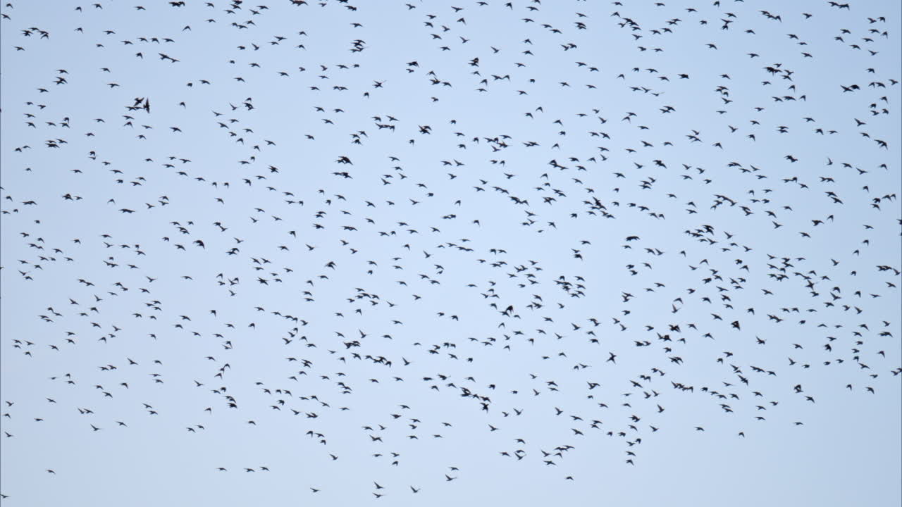 View of a horde of crows flying on a blue sky on the background