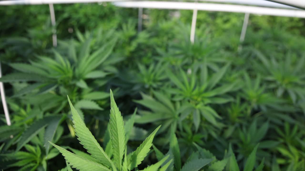 plantas de cannabis que crecen en un invernadero con líneas de riego por aspersión en la parte superior