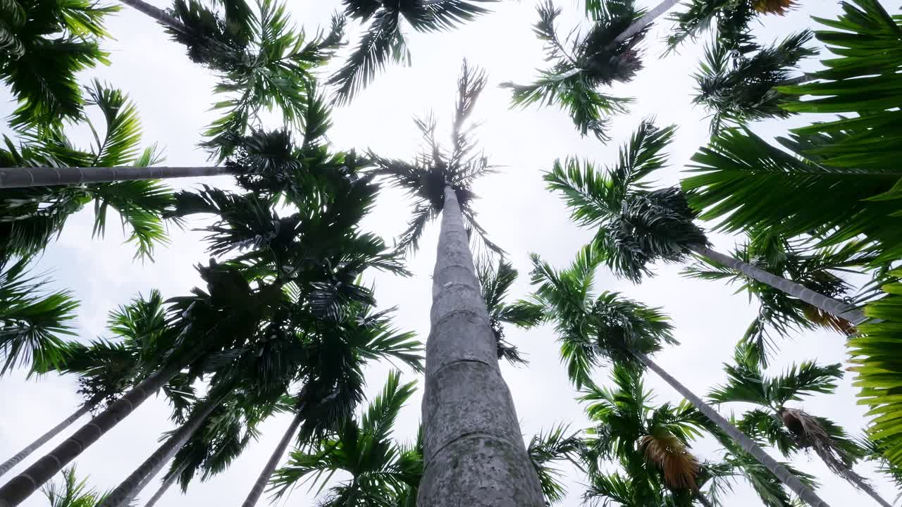 Explore the beauty of towering palm trees in a serene tropical forest setting.