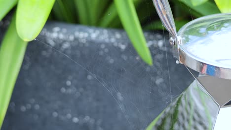 close-up of spider web near plant pot