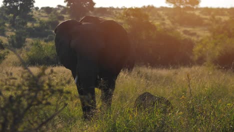 family of elephants walking in the savannah with a juvenile baby cub