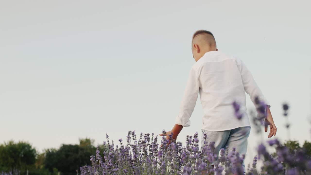 뒷면: 꽃이 피는 라벤더 들 을  ⁇ 고 있는 농장 소년 이 손 으로 꽃 을  ⁇ 고 있다