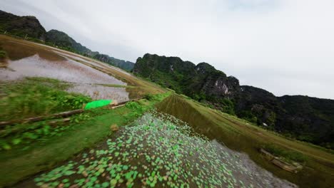 humedales valle, árboles y vegetación de vietnam, sudeste asiático