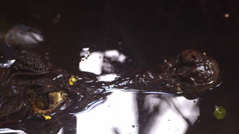 primer plano de la vigilante madre caimán mirando a su bebé en el agua con el brillante ojo dorado