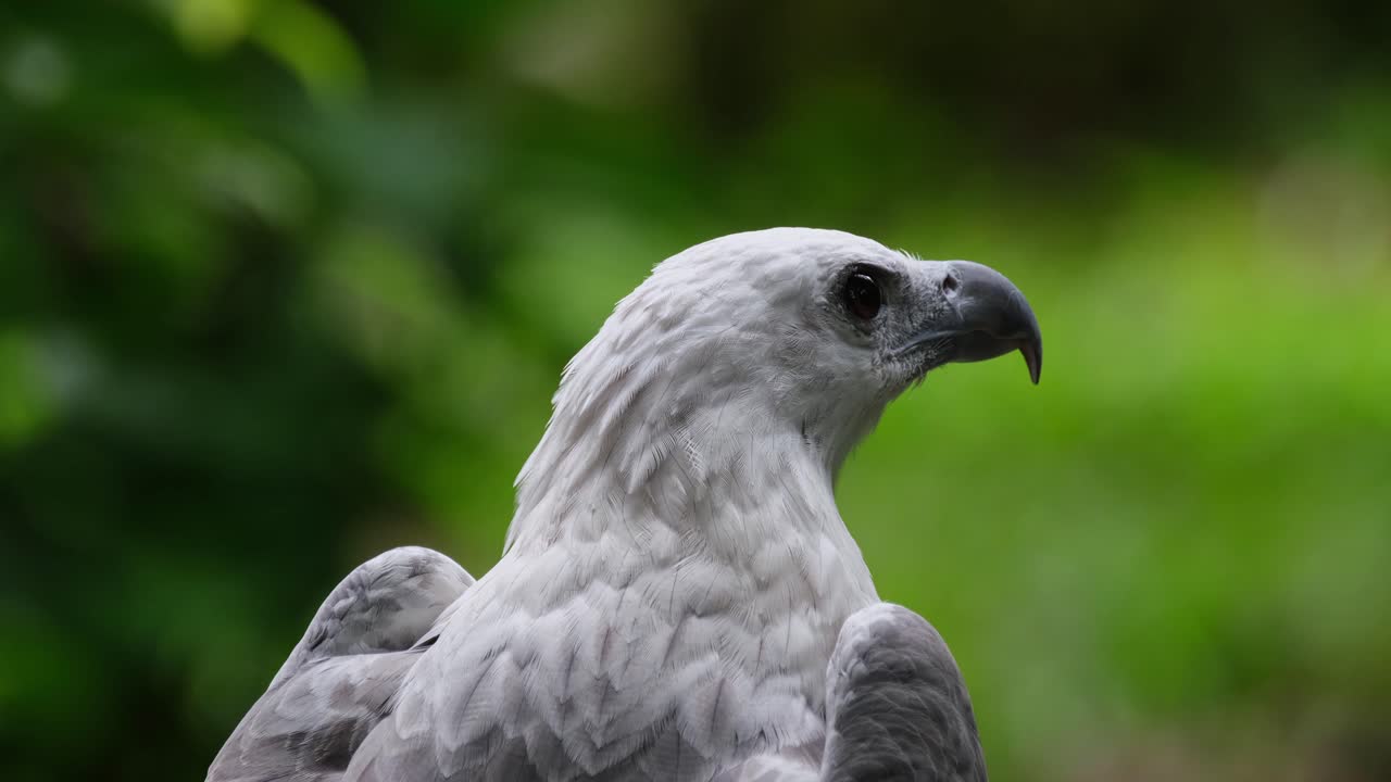 visto limpiando su lado delantero y luego mira a su alrededor y hacia la derecha, águila marina de vientre blanco haliaeetus leucogaster, filipinas