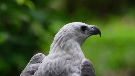 Visto-Acicalándose-La-Parte-Delantera-Y-Luego-Mira-Alrededor-Y-Hacia-La-Derecha,-águila-Marina-De-Vientre-Blanco-Haliaeetus-Leucogaster,-Filipinas