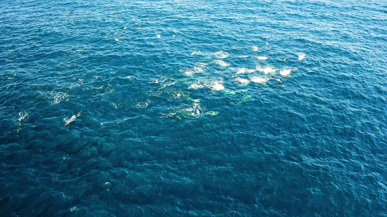 일반적인 돌고래의 사냥 기술의 공중 이동 샷, 정어리 실행