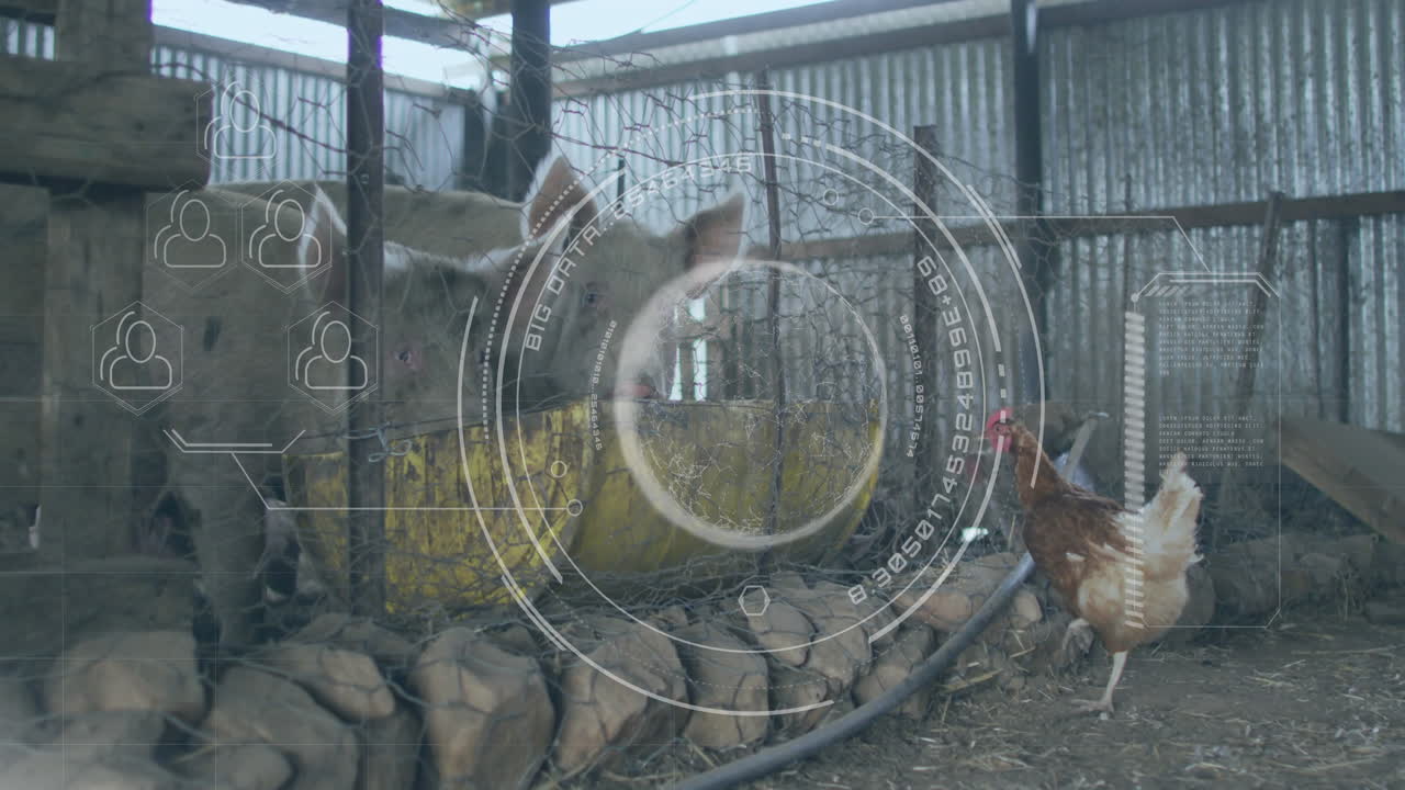 Pig and chickens in pen with digital data overlay animation
