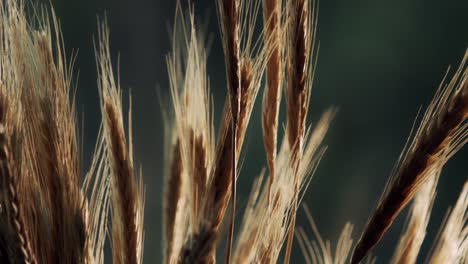 trigo aislado en una sesión macro en un fondo verde oscuro