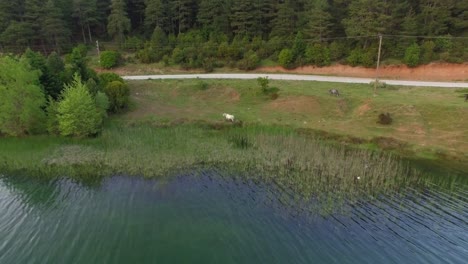 AERIAL-horses-standing-near-lake-at-an-mazing-green-forest,-rural-cinematic-birds-eye-shot-establishment-epic-shot