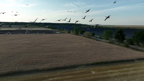 Bandada-De-Pájaros-Volando-Sobre-El-Campo-De-Trigo-De-Grano-En-La-Vista-Aérea-Del-Campo-Agrícola-Al-Atardecer