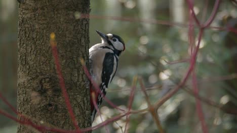 Woodpecker-peeks-out-from-behind-a-tree