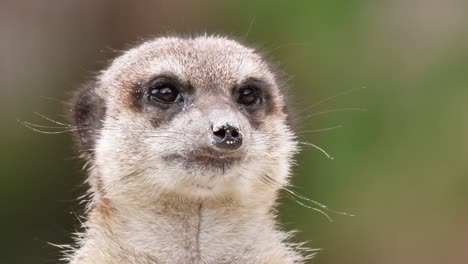 Close-up-shot-of-young-adorable-meerkat-looking-in-all-directions