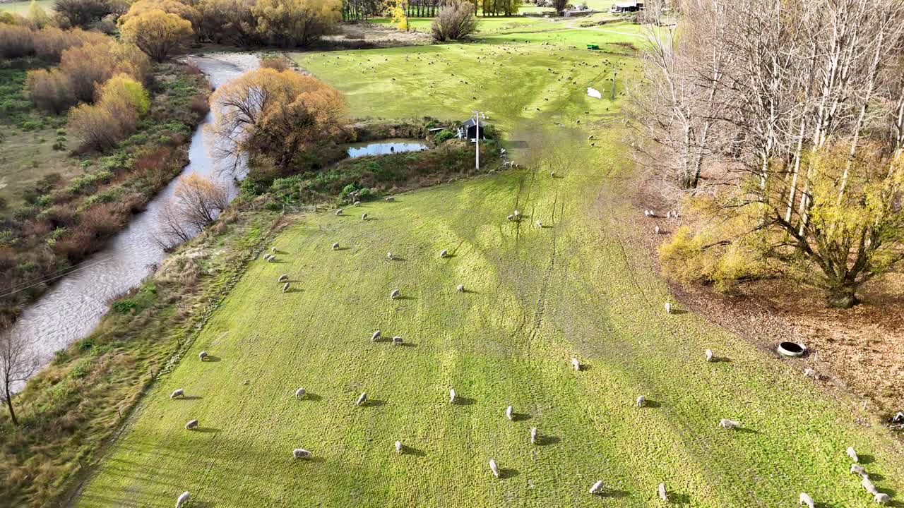 Aerial view of sheep grazing on a lush green field beside a winding river in Wanaka, New Zealand