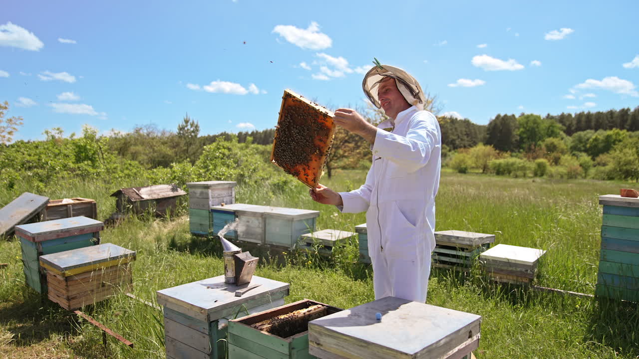 Happy apiarist looks satisfactory at the full frame and smiles. Adult beekeeper examines honey harvest at his farm at the backdrop of beautiful weather.