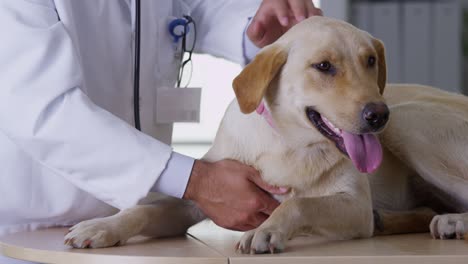 vet giving dog a checkup