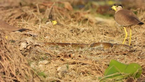 Serpiente-De-Rata-Encuentra-Comida