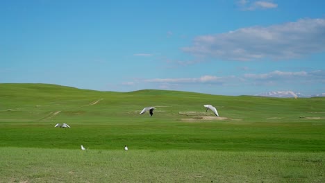 grassland and birds with blue sky, in bayingol mongolian autonomous prefecture, xinjiang, china.