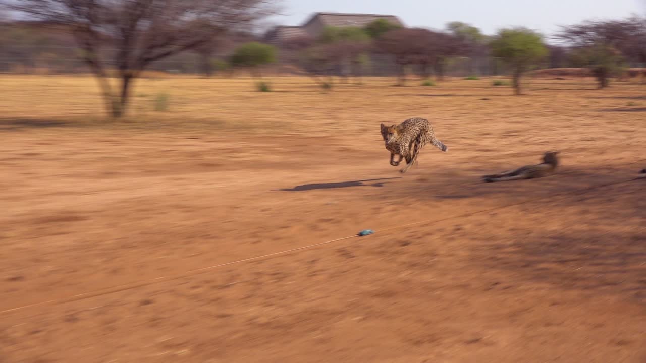 un guepardo corriendo en cámara lenta persigue un objetivo en movimiento atado a una cuerda en un centro de rehabilitación de guepardos en namibia 1