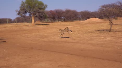 un guepardo corriendo en cámara lenta persigue un objetivo en movimiento atado a una cuerda en un centro de rehabilitación de guepardos en namibia 1