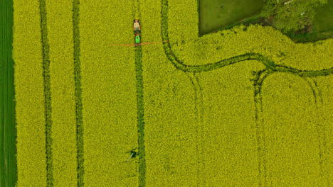 An-agricultural-tractor-with-sprayer-spraying-agricultural-rapeseed-field-growth-chemicals-fertilizers-in-Lubawa-Poland,-following-top-down-view