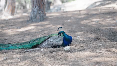 wild male peacock sitting in the needle wood plaka forest on the island of kos in greece europe