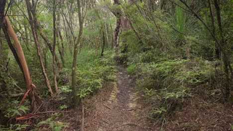 handheld footage along the dave's creek circuit walk in lamington national park, gold coast hinterland, australia