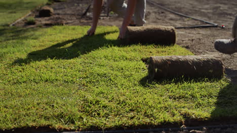 a team of workers lays a rolled lawn in the yard of the house