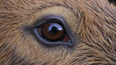 close-up of a deer's eye