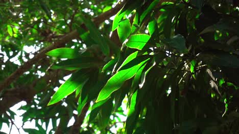 hojas de la selva moviéndose a cámara lenta