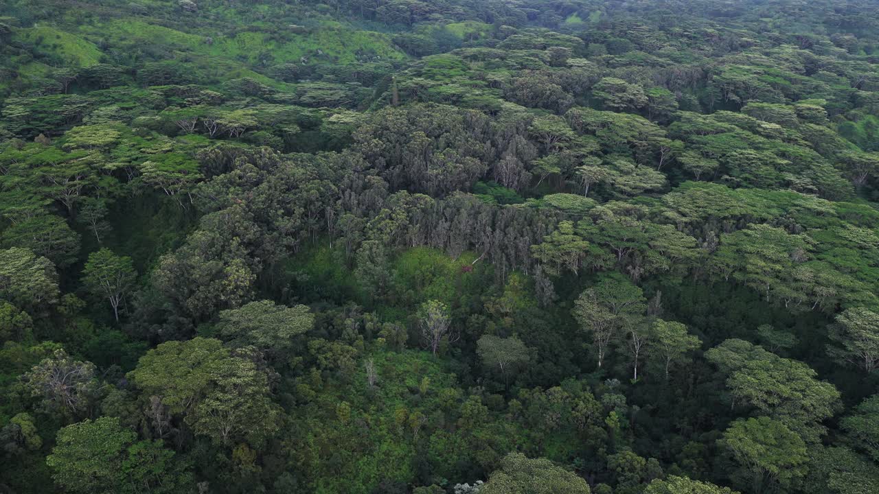 4K Aerial of Lihu'e-Koloa Forest Reserve at sunset, in Kauai, Hawaii, USA