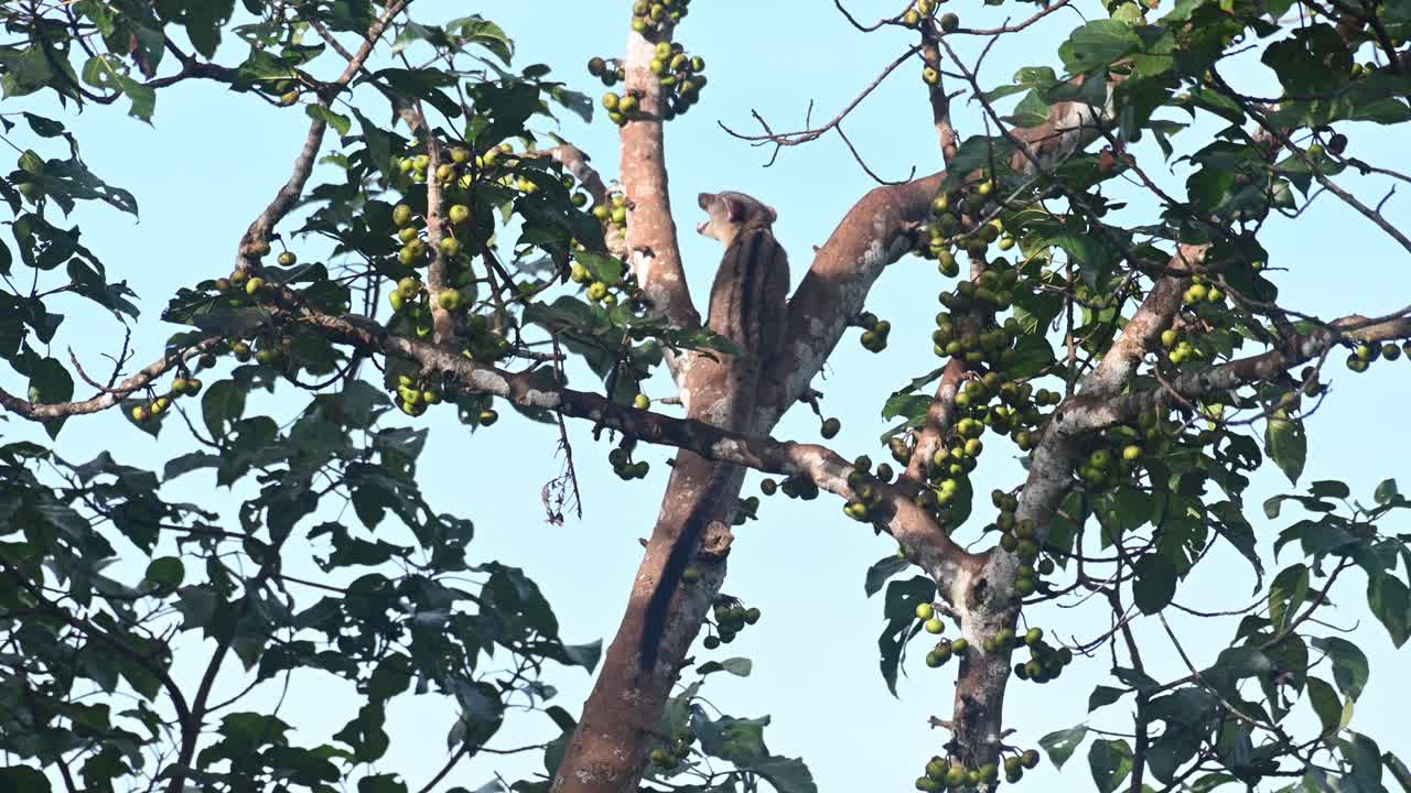 visto desde atrás un rato en una rama de un árbol alto masticando y comiendo algunas frutas, civeta de palma de tres rayas, arctogalidia trivirgata, tailandia