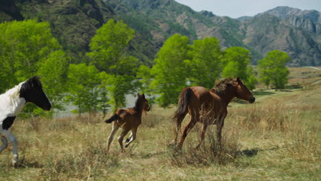 con un cachorro de caballo corre a lo largo de la hierba del prado contra la montaña