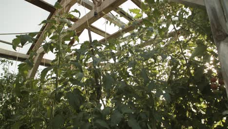 cultivo de plantas de tomate en una casa de jardín verde de madera al sol por la mañana