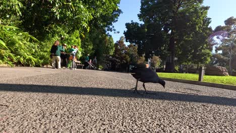 a bird walks along a park path