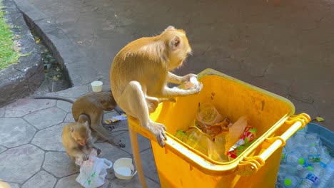 monkeys explore a trash bin for food