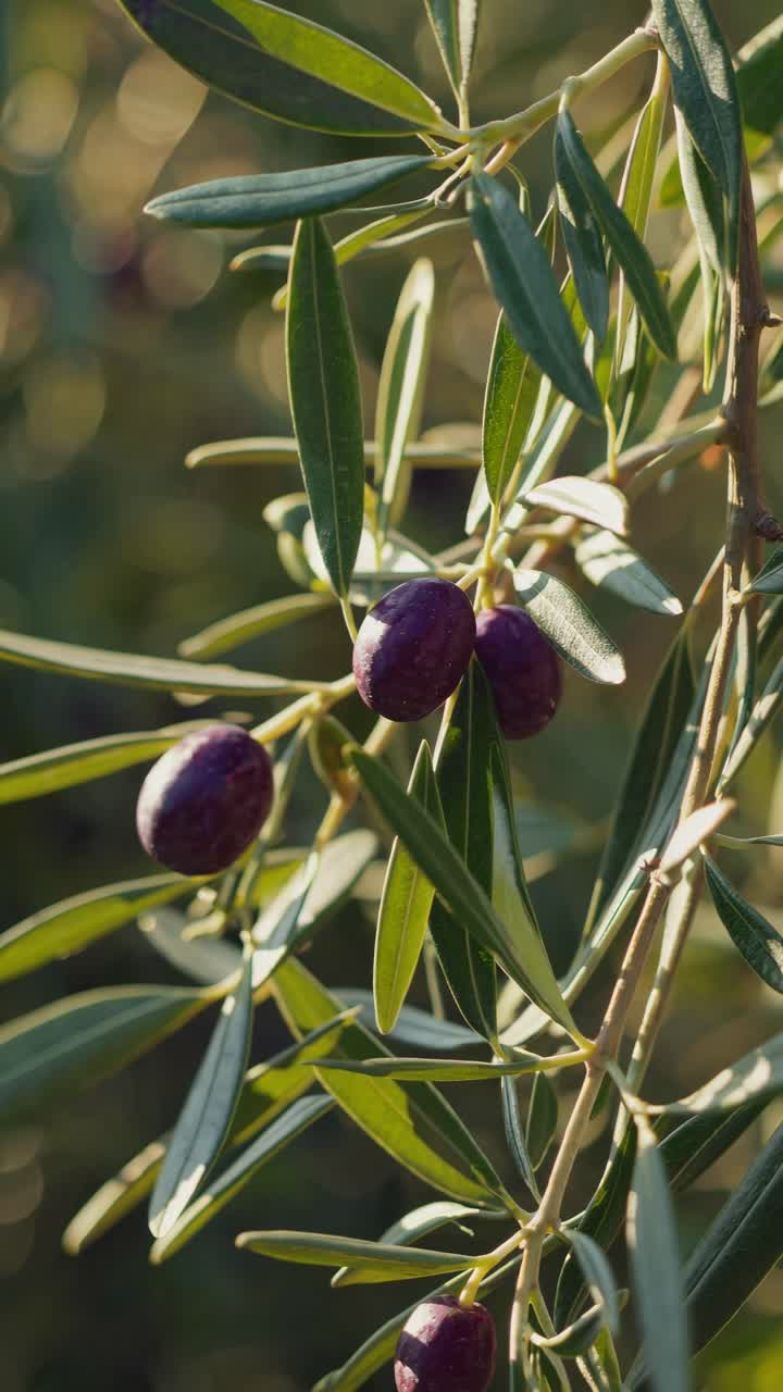 Close-up video of olive branches with sunlight filtering through leaves, creating a serene, natural