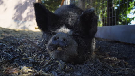 Eine-Dolly-Aufnahme-Eines-Großen-Schweins,-Das-Im-Schatten-Schläft