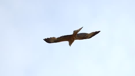 Rotmilan-Raubvogel-Mit-Ausgebreiteten-Flügeln-Fliegt-Am-Blauen-Himmel