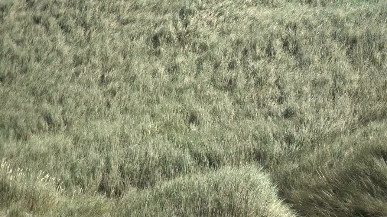 dunas de arena con hierba de dunas en el viento del mar del norte, dunas de senderismo, protección de diques, sondervig, jutlandia, dinamarca, 4k