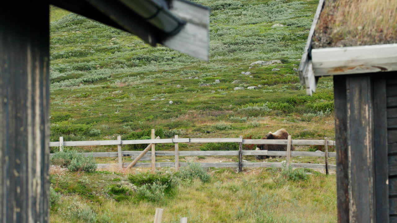 Lonely Musk Ox Ovibos moschatus in Quiet Nordic Wilderness of Dovrefjell
