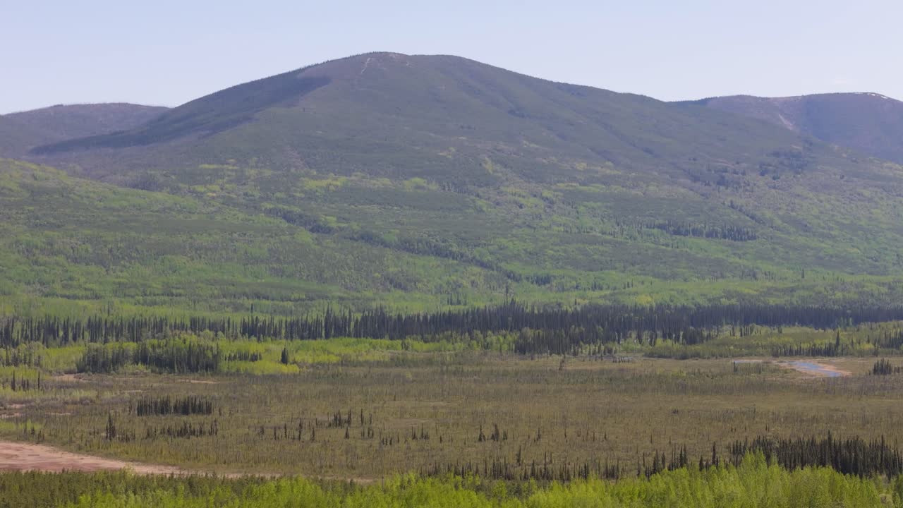 deforestation,forestation,pine trees,forest,growing trees,lumber,logging,logging industry,canada,canada trees