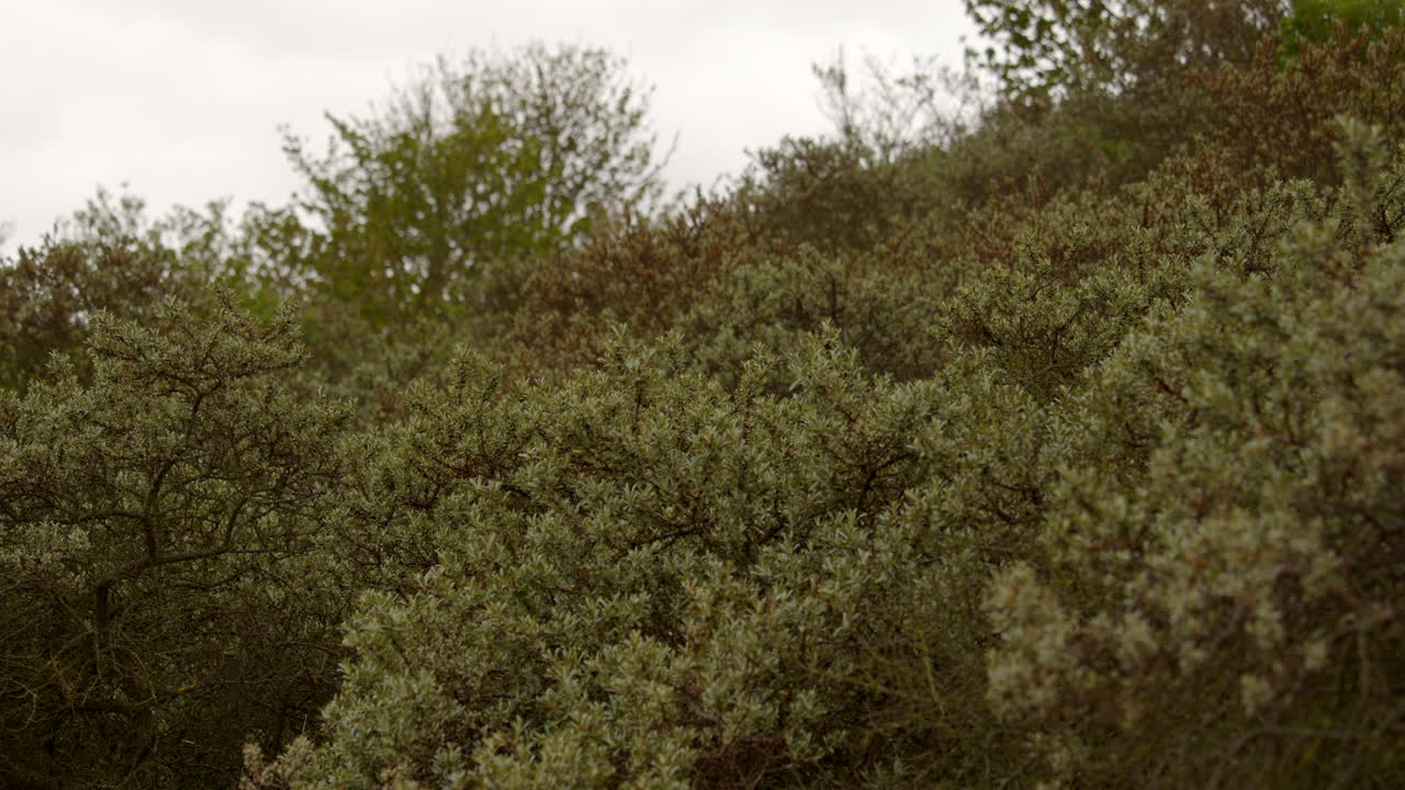 extra wide shot of vegetation bushes growing on sand dunes at mud flats near Saltfleet, Louth, Lincolnshire