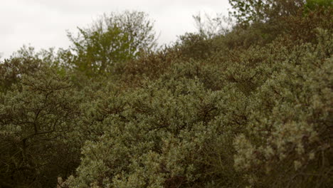 extra amplia toma de arbustos de vegetación que crecen en dunas de arena en llanuras de barro cerca de saltfleet, louth, lincolnshire