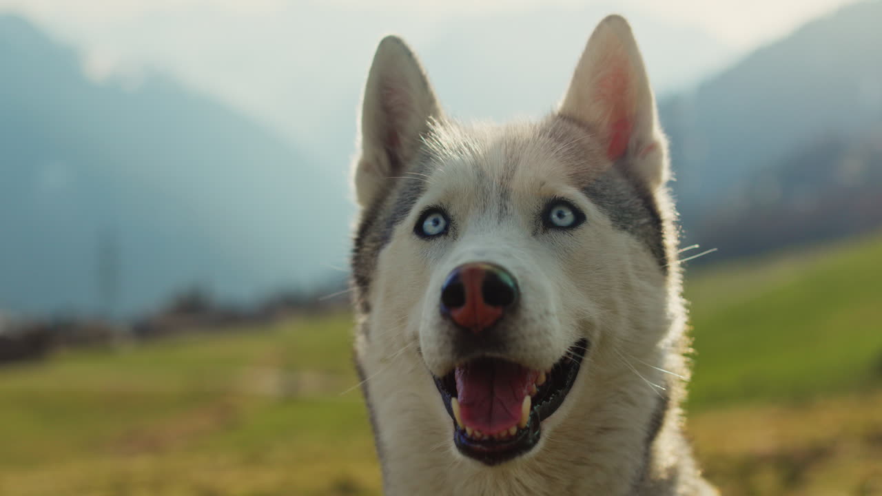 Majestic husky walking through an open alpine field at sunset, with breathtaking mountain views and golden skies in the background.